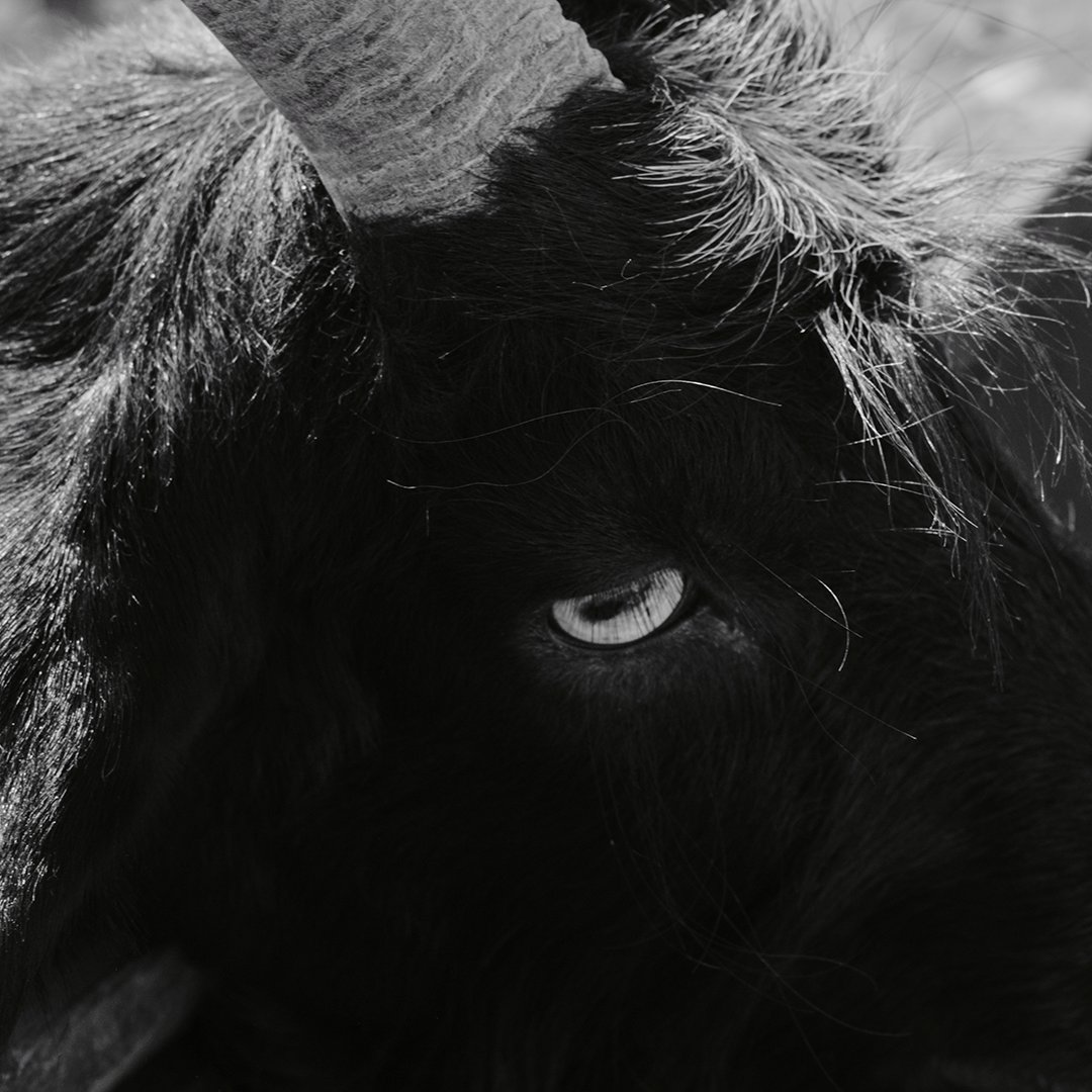 Noi_Resor's tweet photo. Eyes of the forest.

@AnimalPlanet #animals @NatGeoPhotos #PhotographyDay https://t.co/k6h0swOd51