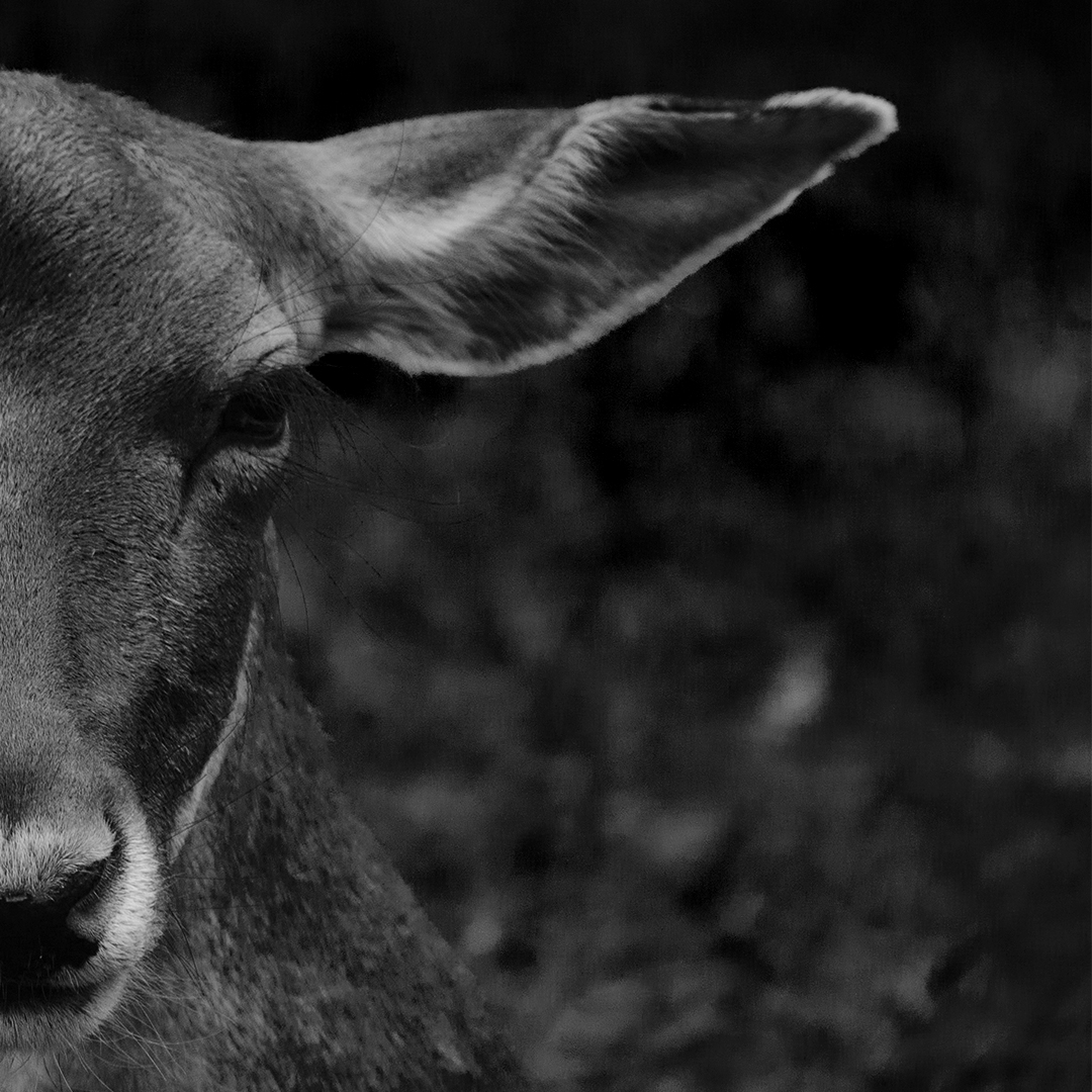 Noi_Resor's tweet photo. Eyes of the forest.

@AnimalPlanet #animals @NatGeoPhotos #PhotographyDay https://t.co/k6h0swOd51