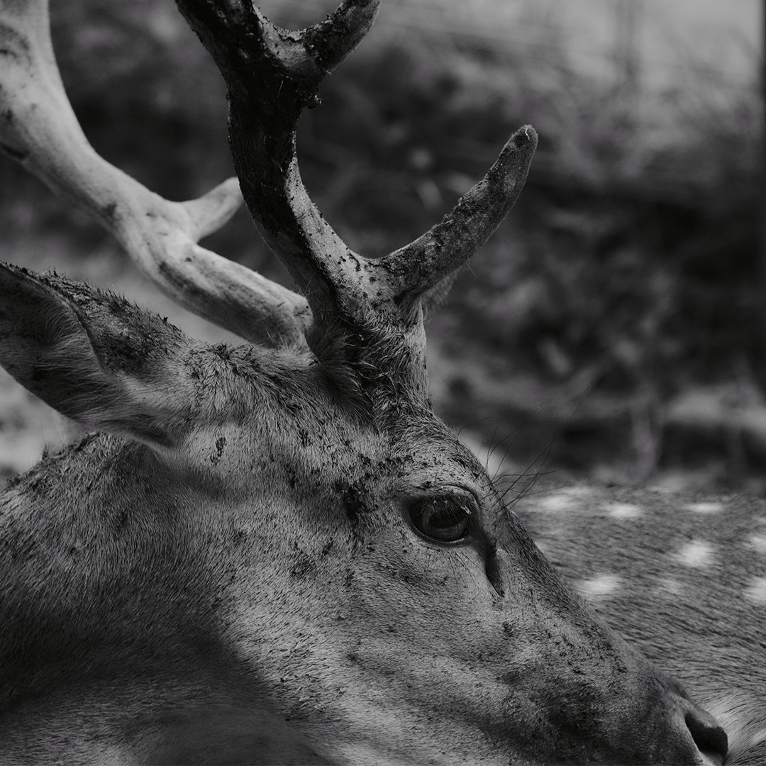 Noi_Resor's tweet photo. Eyes of the forest.

@AnimalPlanet #animals @NatGeoPhotos #PhotographyDay https://t.co/k6h0swOd51