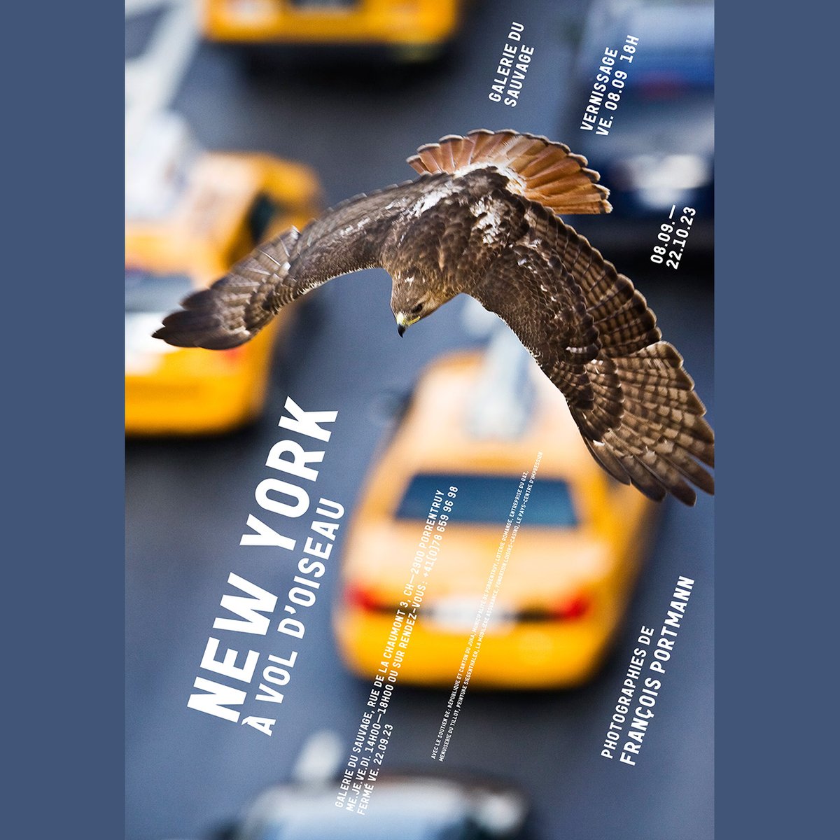 fotoportmann's tweet photo. New  York à Vol d'Oiseau: Birds and other Wildlife from Switzerland to New  York photo show, opens September 8/2023 in Porrentruy, Switzerland: https://t.co/LvXVVAAHmL