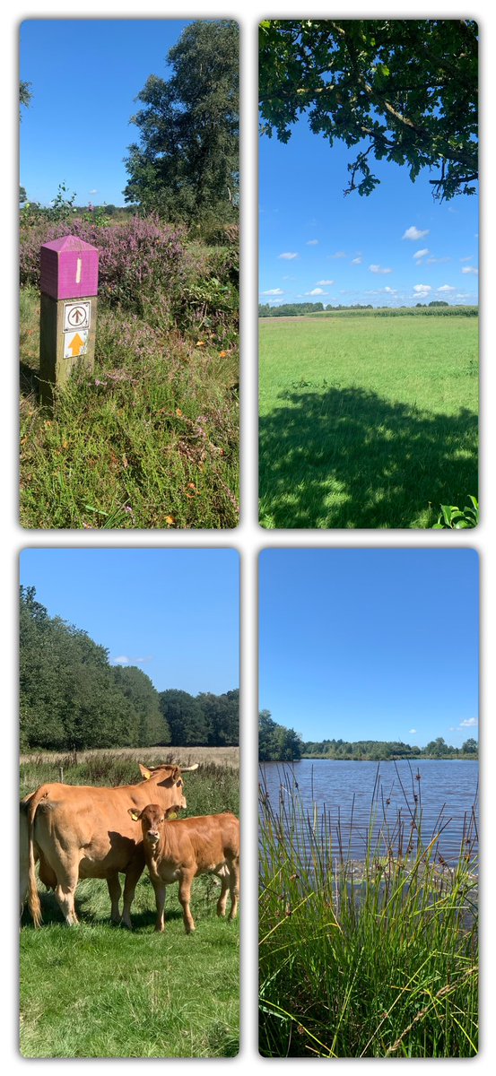Prachtig gebied #Reestdal #Zuidwolde #Takkenhoogte #Meeuwenveen #Wheem #heidewandeling ☀️😎