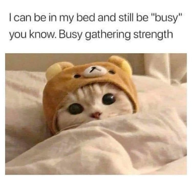 CatMemes's tweet photo. https://t.co/Yw3gSb5beJ