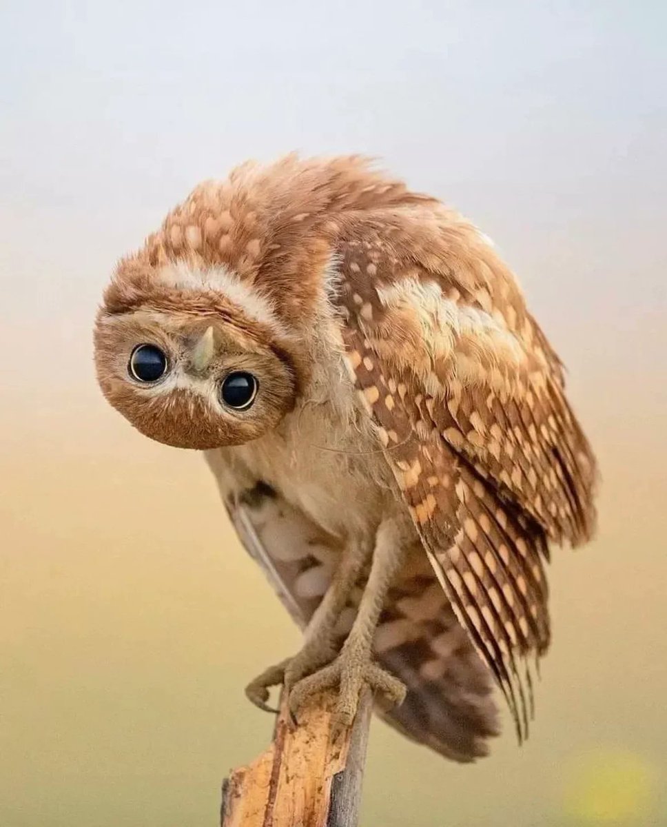 John_Yorkton's tweet photo. How do you greet people in your country? Welcome to show it .
#nature #picture #photo #owl #ainimal #bird https://t.co/zR4VRn2NEp