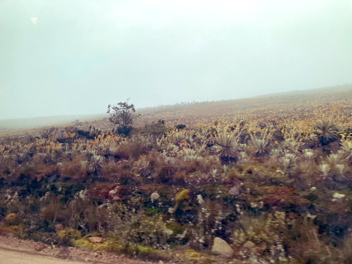 LKarolyne111's tweet photo. #TeamFrailejón #ParamodeSumapaz https://t.co/juNjMI8tdL