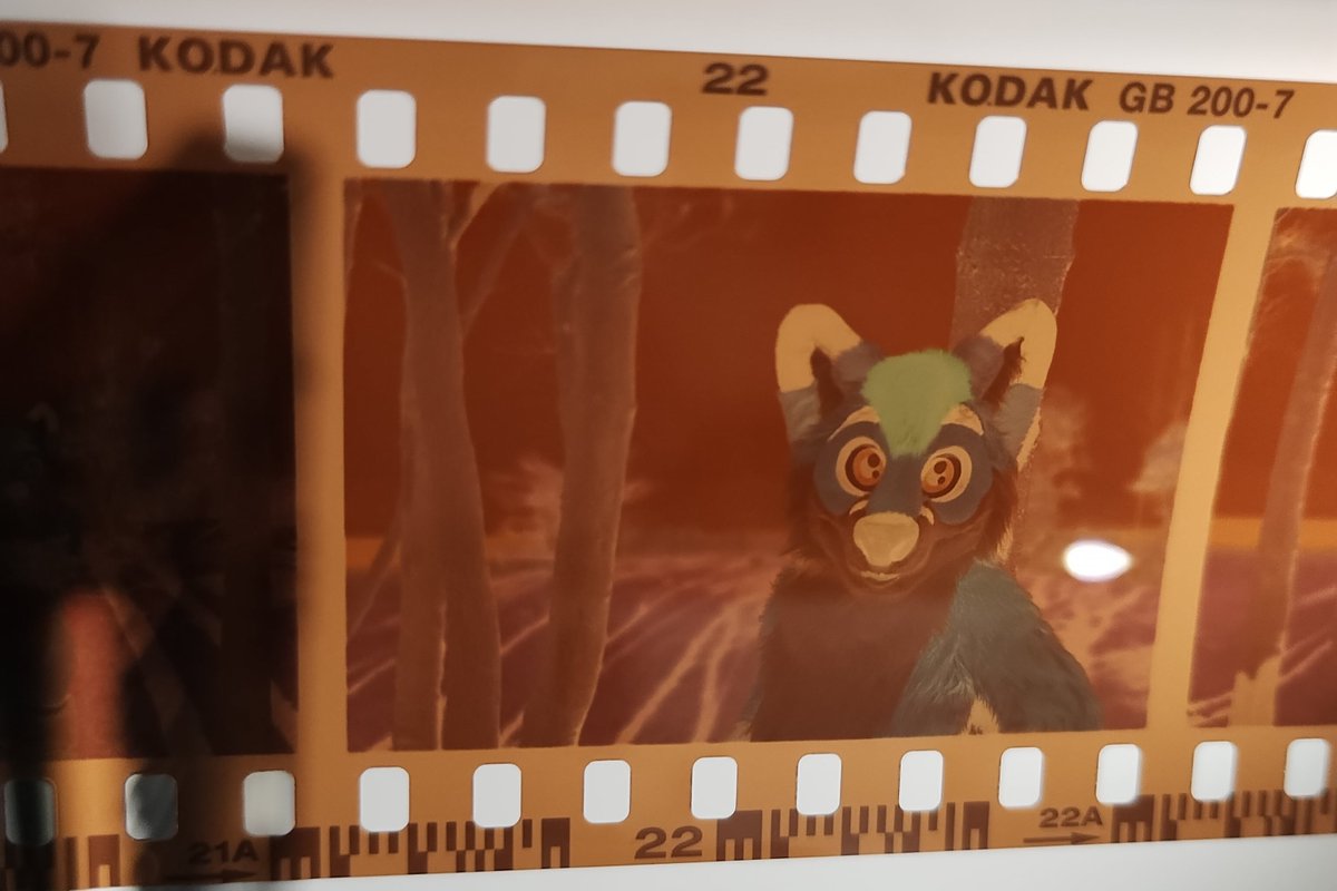coltofox's tweet image. Mixed some fresh Kodak Flexicolor chemicals and developed a few rolls of film tonight.

The rolls are still drying, here&apos;s a little peak of a photo @KivuliT took of me. 👀

#fursuit #filmdevelopment
