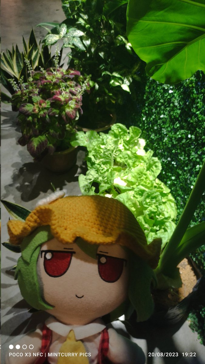 CirnoFumoTan's tweet photo. "Day 20: Greeneries with Mama Yuuka."
She didn't get to join Cirno Tan to be the second cool fumo to become a mascot for the blind folks during their performance earlier.
#mamayuuka #yuukakazami #touhou #fumo #plushie #ysdaf #ysdaf2023 https://t.co/gToZm5H2Oa