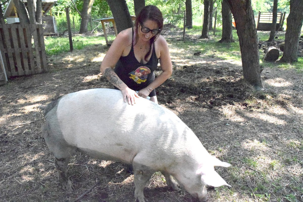 RTT_Amherstburg's tweet photo. The @runawaysfarm held their first open house yesterday at their Alma St. location. People got to see what the animal sanctuary does with the band Calling Saul and Gary Struhar from the Essex County Steam &amp; Gas Engine Museum also on hand. #runawaysfarm https://t.co/TBHX4DKHs0