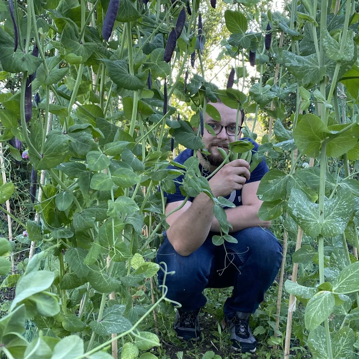CropTrust's tweet photo. Re-introducing underutilized crop varieties to consumers might be tricky. 

But the researchers from @KewScience discovered that “forgotten” peas got higher scores compared to commercial varieties, bringing crop heritage back to the plates.  

More ➡️ https://t.co/gVADFNLPBB https://t.co/ZP3duz20sV