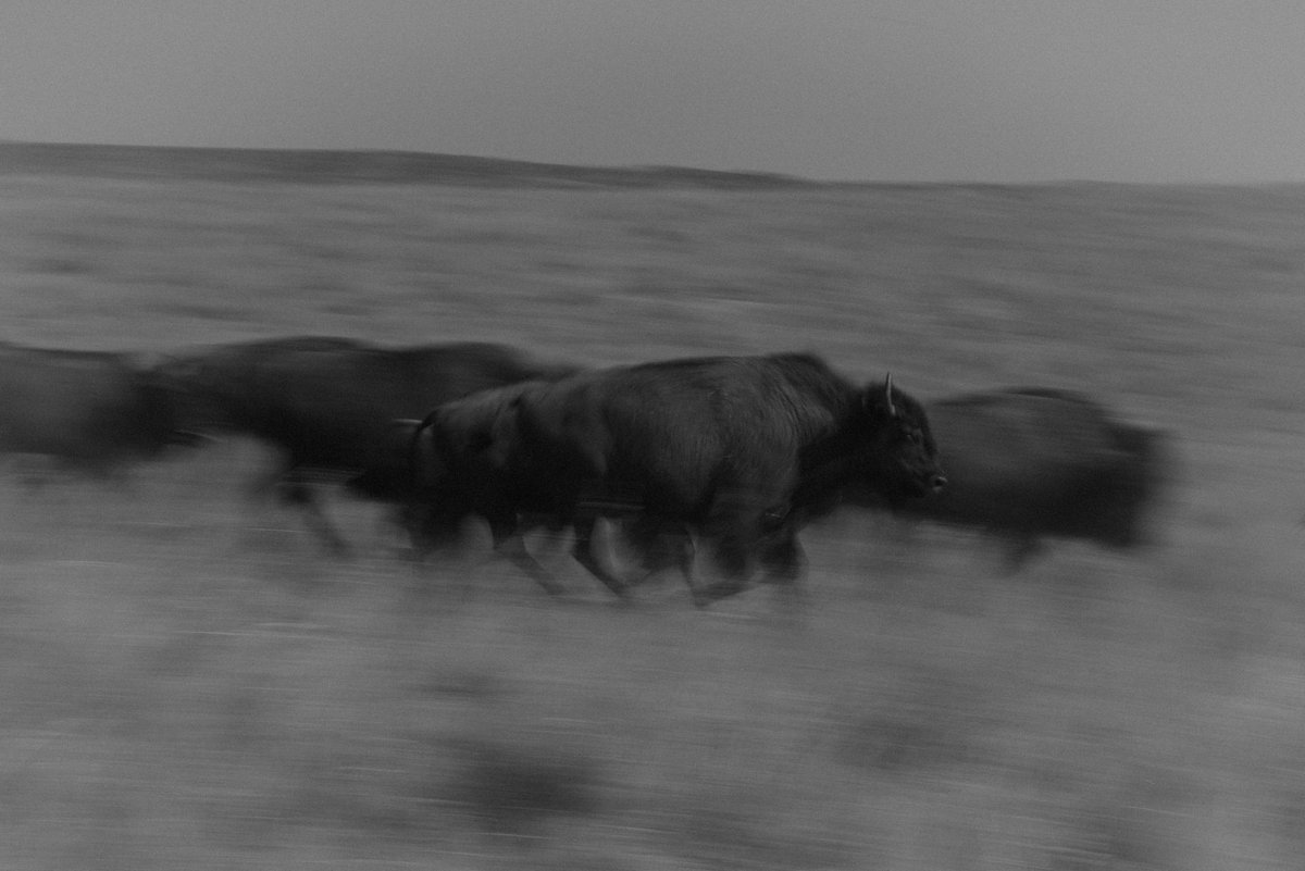 Emergence Magazine tweet media