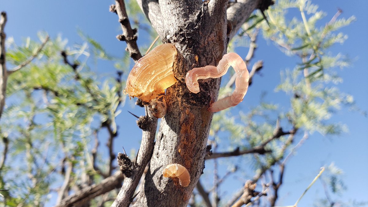 bugsicles's tweet photo. Mesquite sap!! https://t.co/SeIJOKROLd