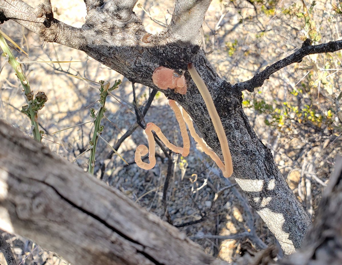 bugsicles's tweet photo. Mesquite sap!! https://t.co/SeIJOKROLd