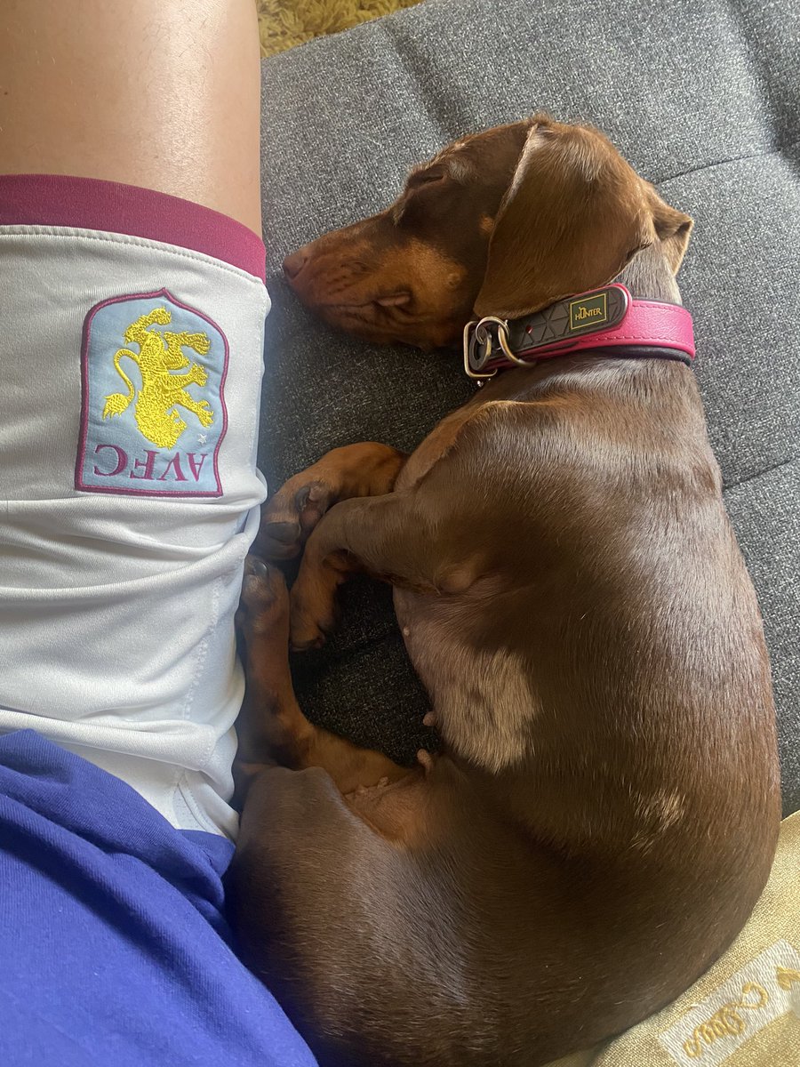 I’m not enjoying the football quite as much as daddy. Go Villa #avfc 🐾