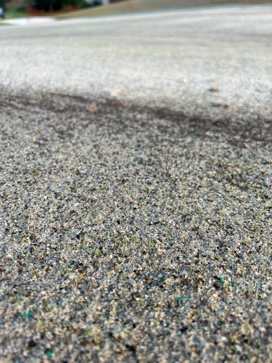 007XL germination after 4 days.  <a href="/SDeBolt_DLFPS/">Scott DeBolt</a> @Richard34522892
