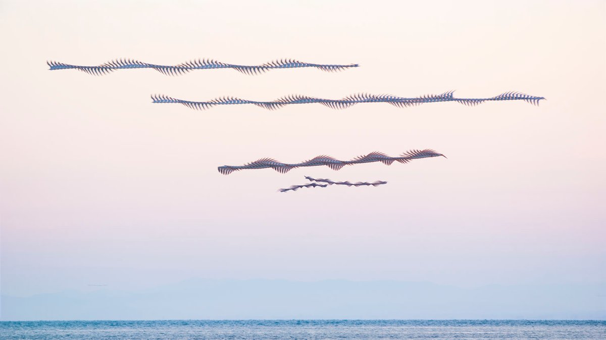 Xavi Bou és un fotògraf del Prat de Llobregat a qui de petit el seu avi el portava al delta a veure com volaven els ocells. Ara es dedica a la fotografia i això és el seu projecte "Ornitografies" on captura el dibuix del vol dels ocells amb una càmera a 60 fotogrames per segon.