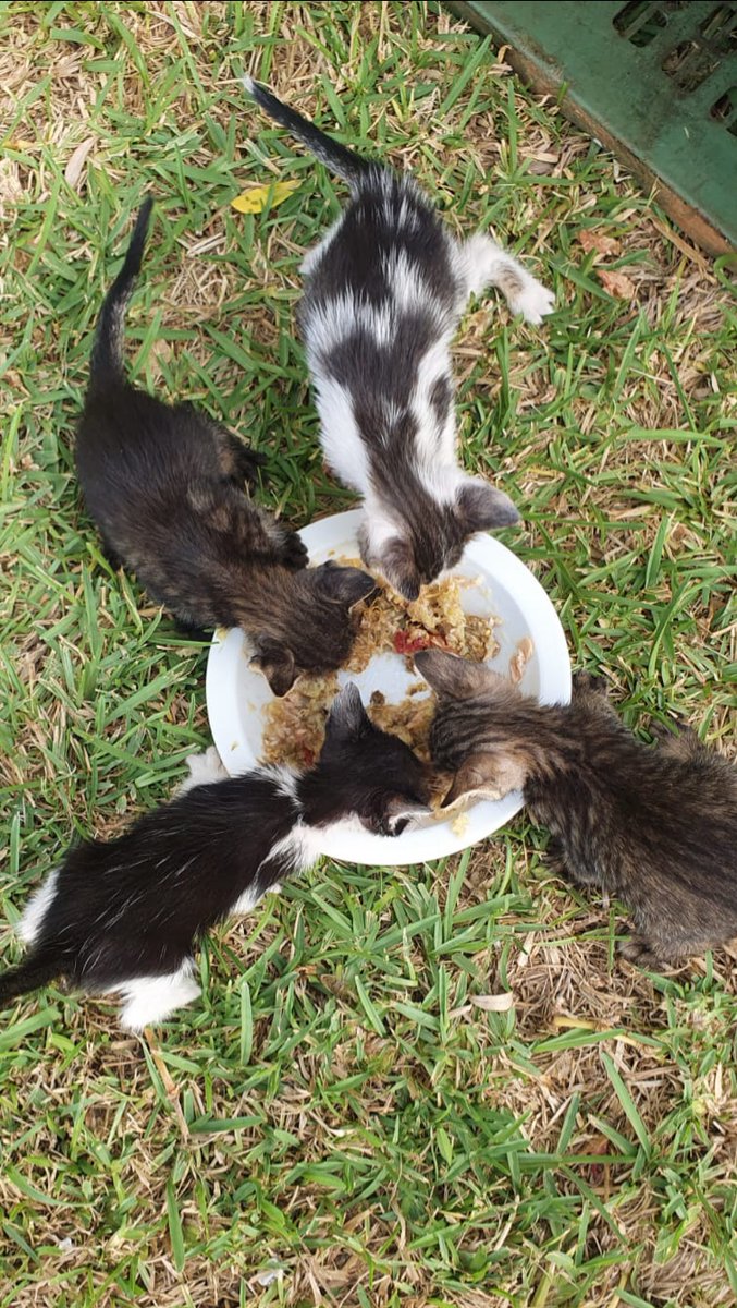 🐱🐱🍲🐱🐱