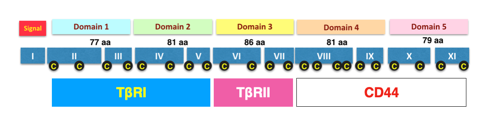 Wonderful team effort w/Hinck/<a href="/MaizelsLab/">Maizels Lab</a>: helminth parasite secreting the #TGF-β mimic delivers immune-specific responses by binding to CD44. This may allow for therapeutic strategies e.g. inhibit human TGF-β signaling in a cell-type specific manner. shorturl.at/lmrJ7