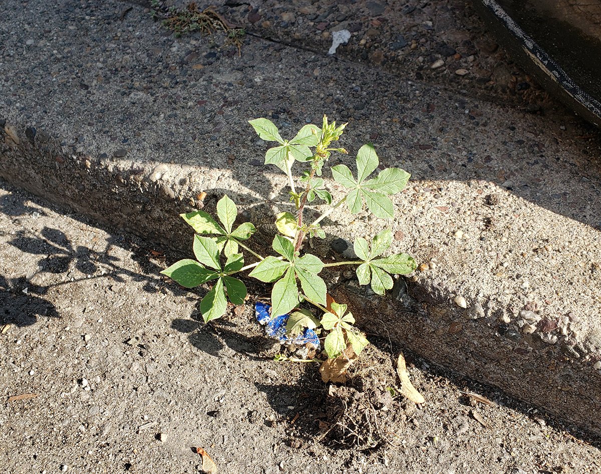 concretebotany tweet media