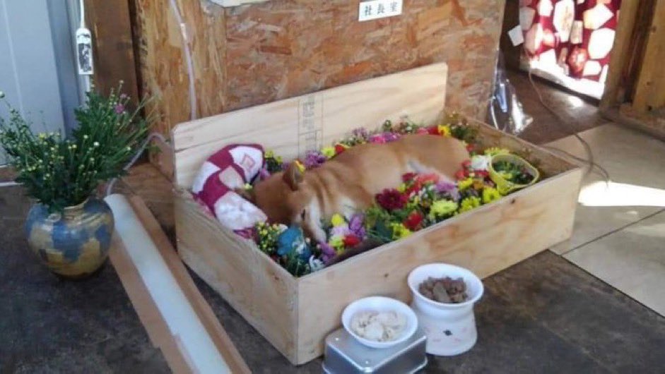 cheemspush's tweet photo. R.I.P Cheems
Thank you for comforting me at the saddest time. https://t.co/gB1UAMloIv