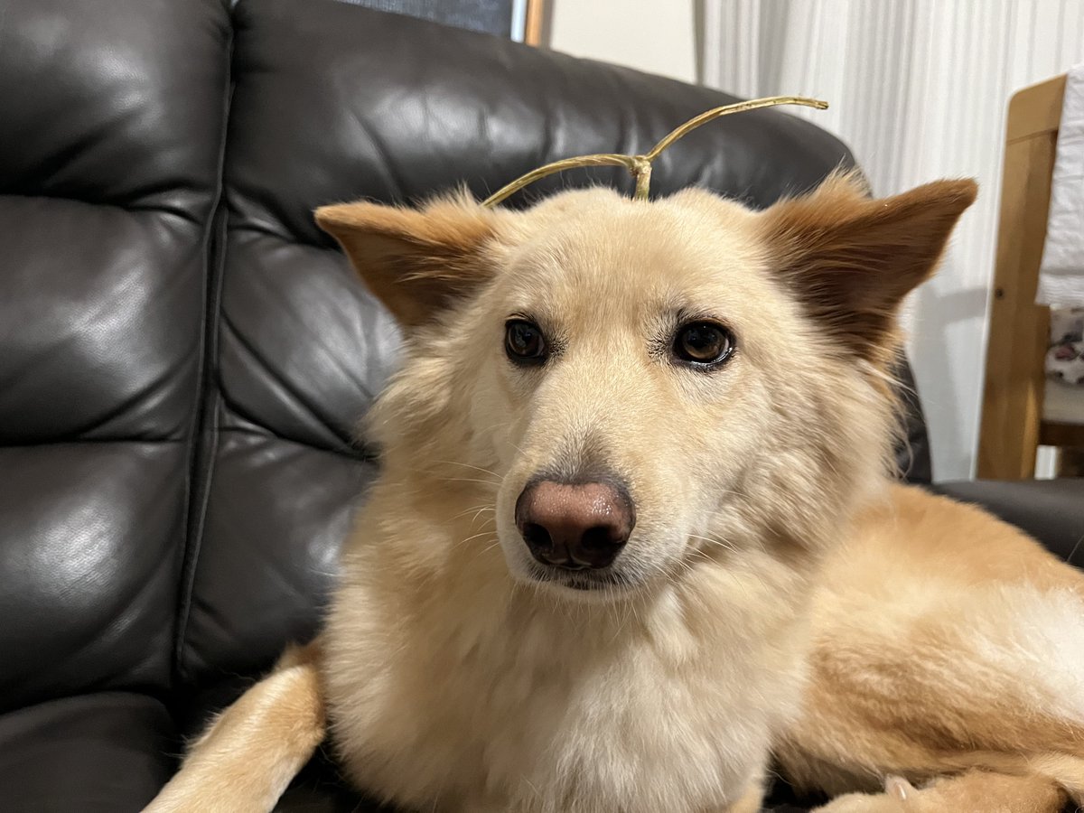 今年、収穫したメロン