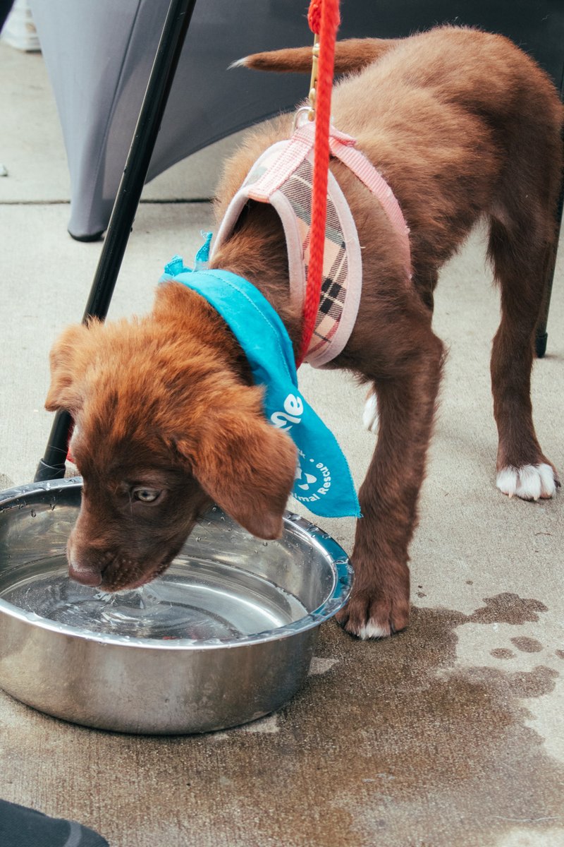 NoDaBrewing's tweet image. Don’t just sit there on the couch. Grab the leash, get out and get some fresh air, grab a pint and hang with us! (fresh water bowls provided 🐶) #nodabrewing #cltbeer