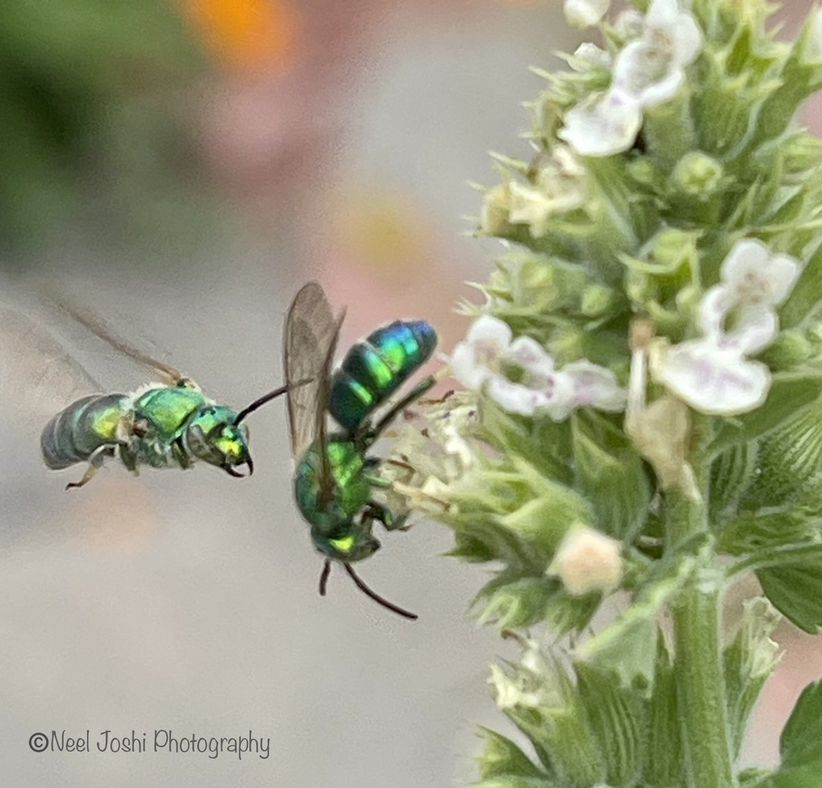 A green sweat bee 🐝 is approaching another bee that is feeding on the catnip flowers in the garden😊 #Bees #Pollinators #Nature #photography #wildlifephotography #wildflowers #sundayvibes #GardeningTwitter #photooftheday
