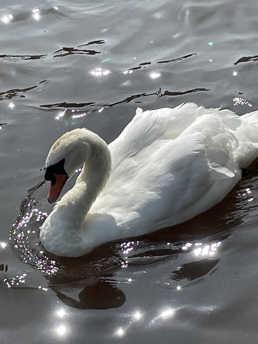 Swans of #Chester #Riverdee ⁦@ThePhotoHour⁩ #water #light