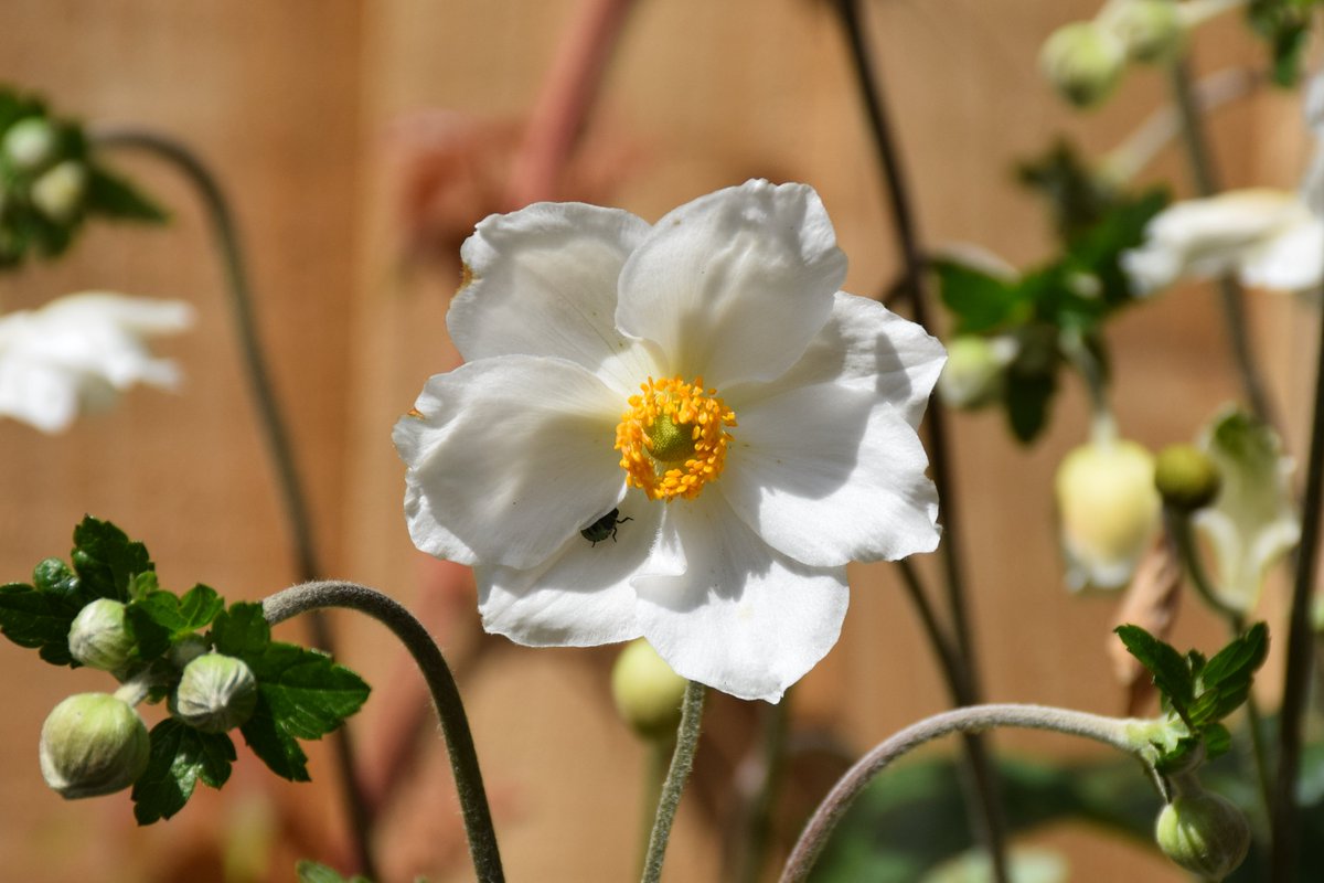 MyGarden_Uk's tweet photo. A couple of shots of the beautiful Japanese Anemone.

@des_farrand 
#BeautifulFlowers #Nature #DayPhotos #Flowers #ColoursOfNature #Flowers #Random #WildFlowers #Japanese #Anemone #EssentialInsects #PreciousPollinators #SundayYellow #LightAndDark https://t.co/cefZYMYAx9