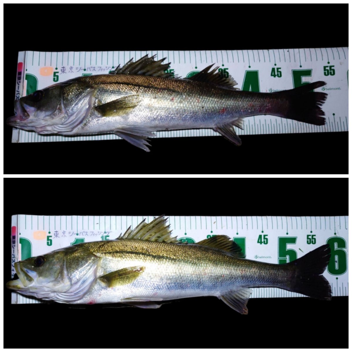 FishingCanal's tweet photo. 本日の釣果
2キャッチ(*´∀｀)
#シーバス #東京湾奥 https://t.co/hFKdCcKQtO