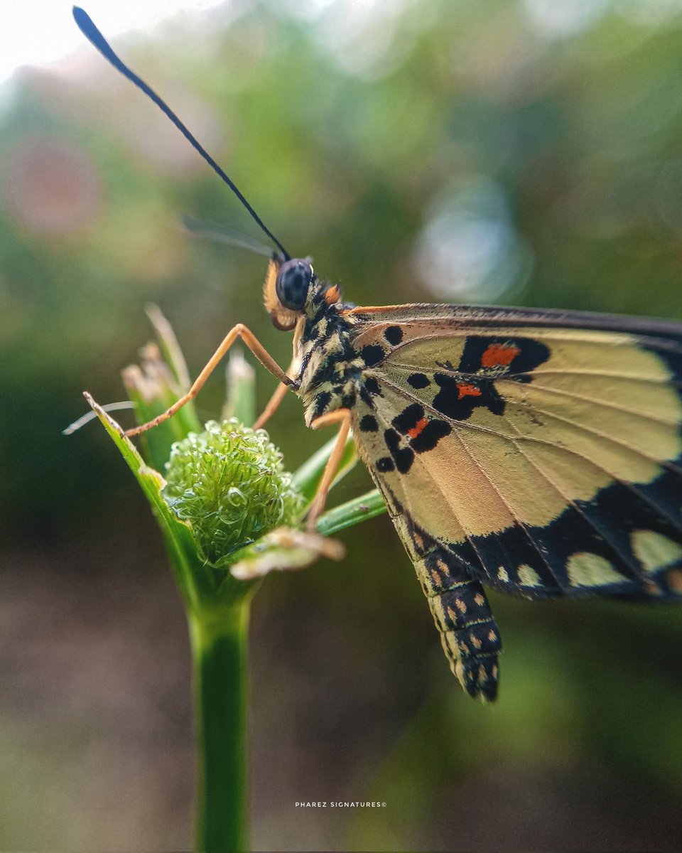 Butterfly 🦋

📸: Tecno Camon 16s

#ShotOnTECNO 
#TECNOCAMON20Doodle
#CAMON20Series