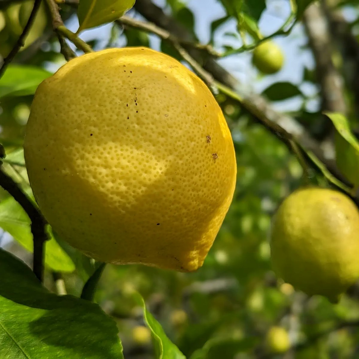 Aaron Vallance tweet media