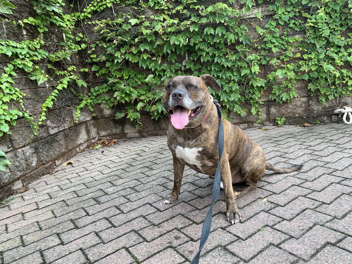 PrinceCharmRI's tweet image. Feelin’ vine. 🌿
#princecharmingri #dogface #derpydog #derpface #rooseveltisland #dogs #pitbull #pitbulls #pittie #pitties #brindledogs #brindle #brindlepitbull #dogsofnyc #dogsofnewyork #dontbullymybreed #rescuedog #adoptdontshop #rescuedismyfavoritebreed #brindledogfeatures