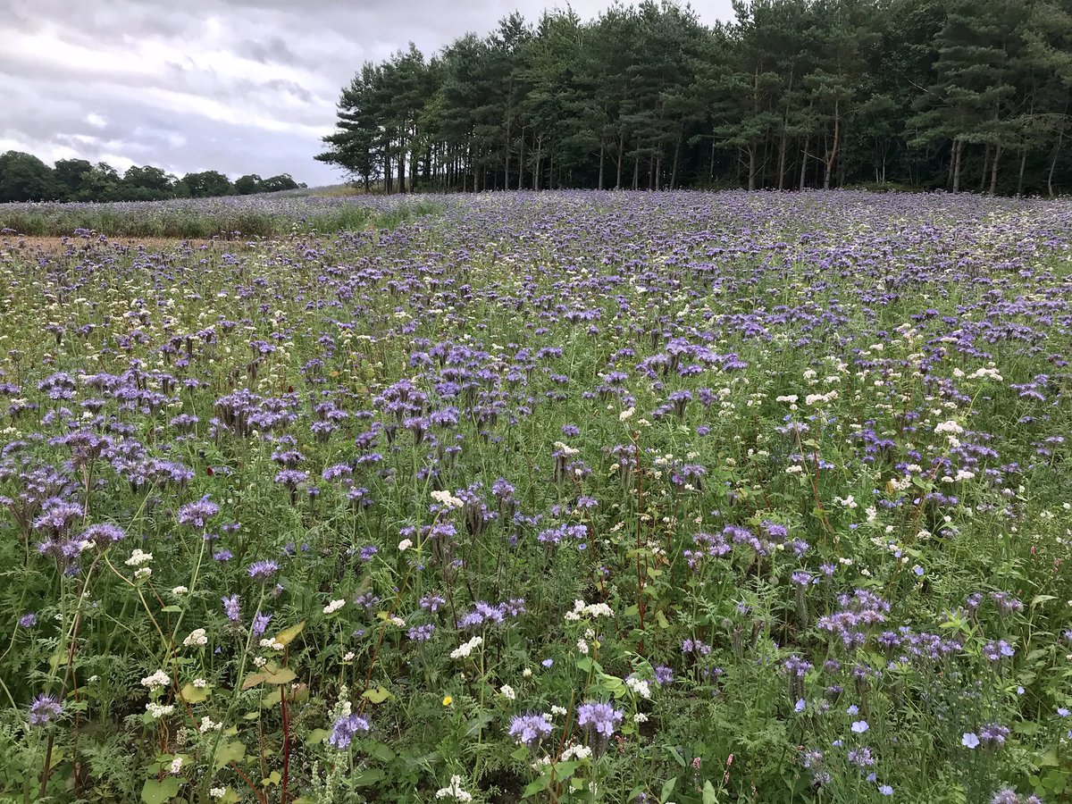 Linda Billett tweet media