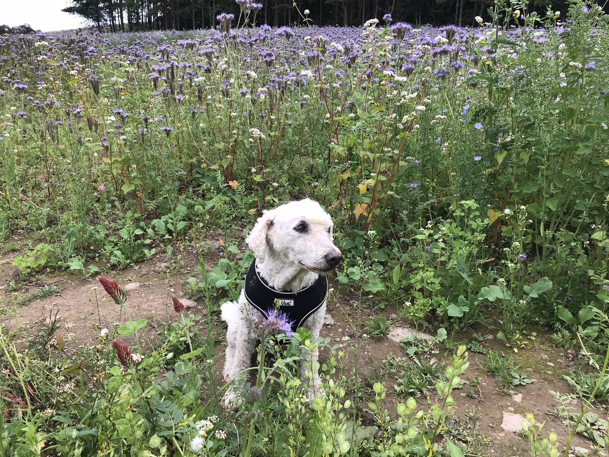 Linda Billett tweet media