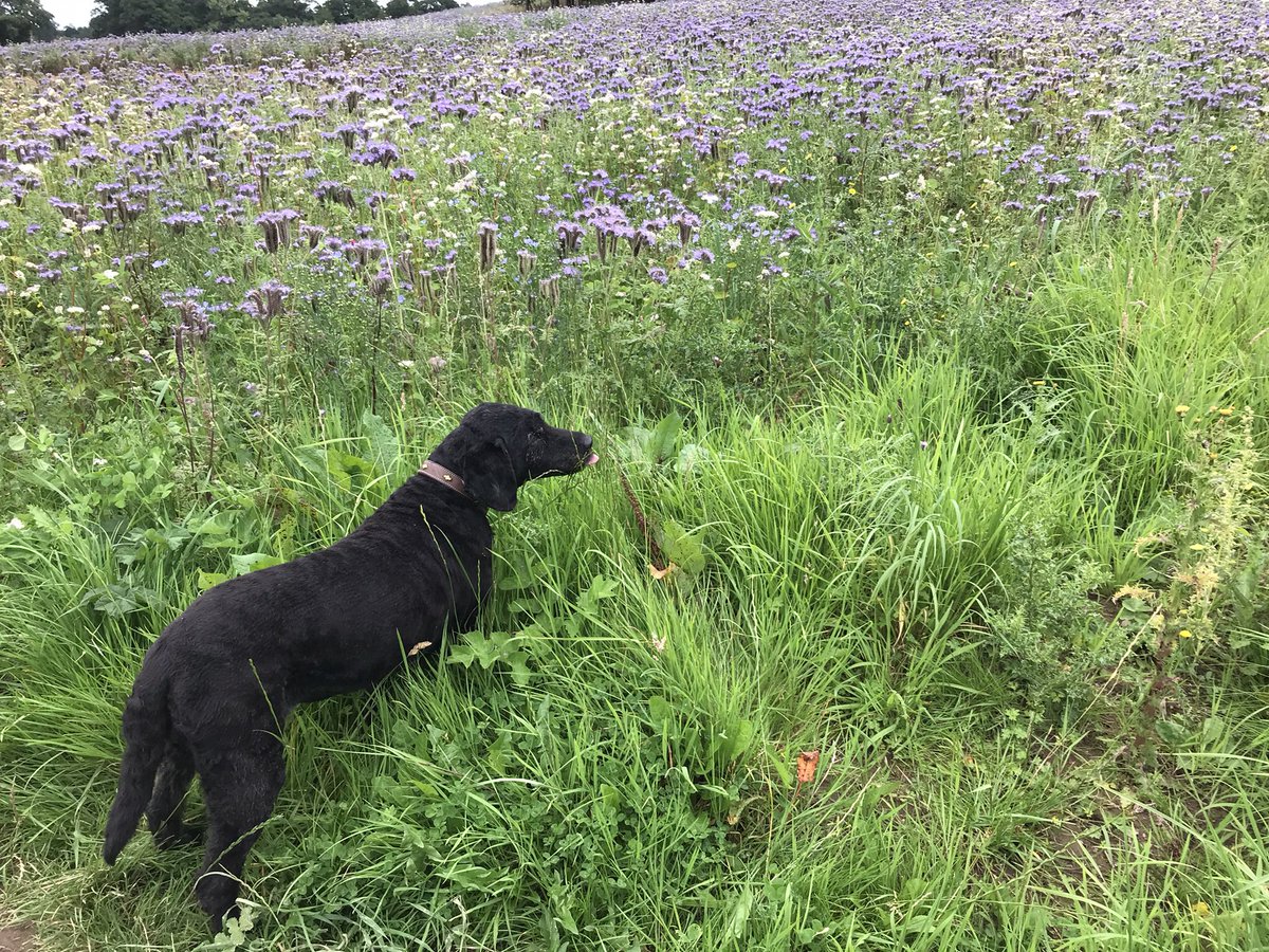 Linda Billett tweet media