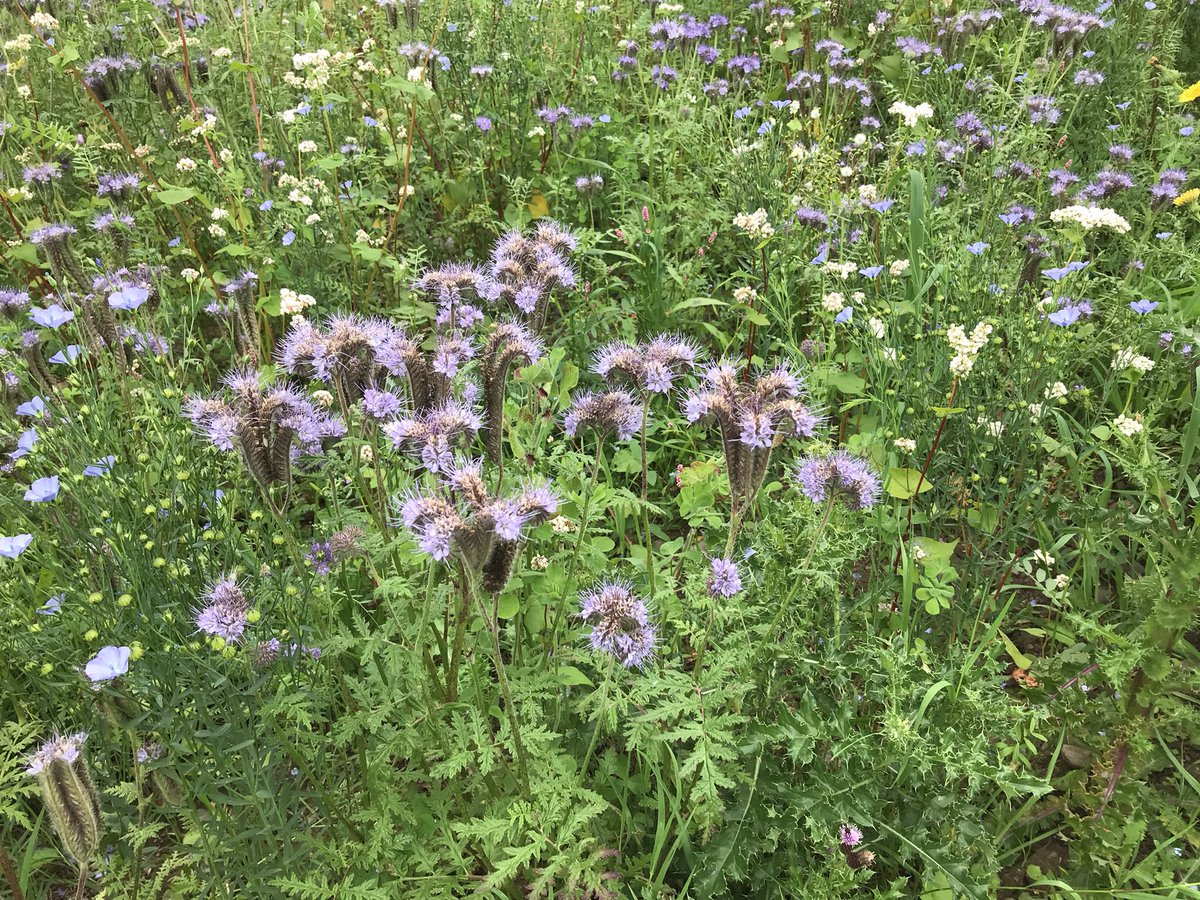 Linda Billett tweet media