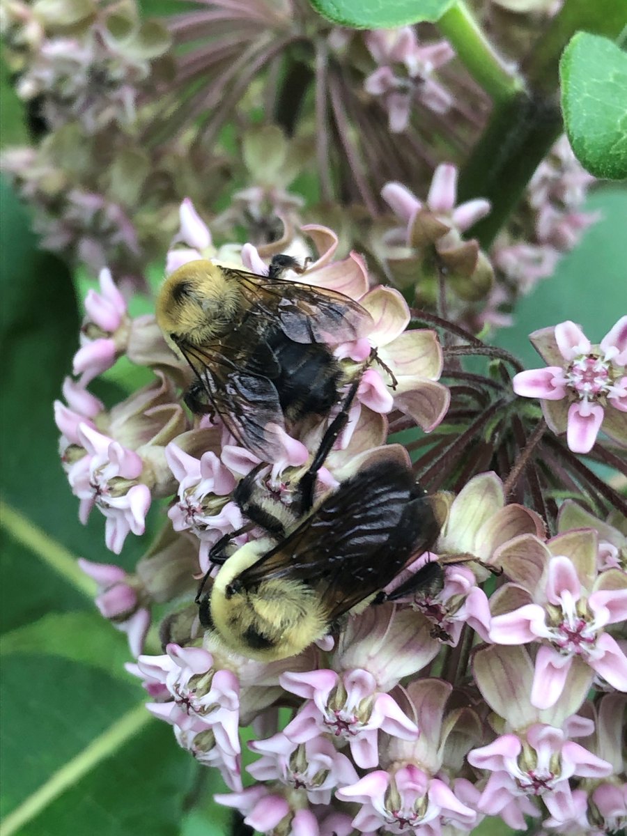 DavidSuzukiFDN's tweet photo. Spotted outside Foundation offices in Toronto: a couple of bumblebees feasting on the rich nectar of milkweed flowers! Bees are a few of the many pollinators that enjoy this plant, making it an excellent addition to your habitat garden. #rewilding #supportpollinators https://t.co/5Jl9qV9iIQ