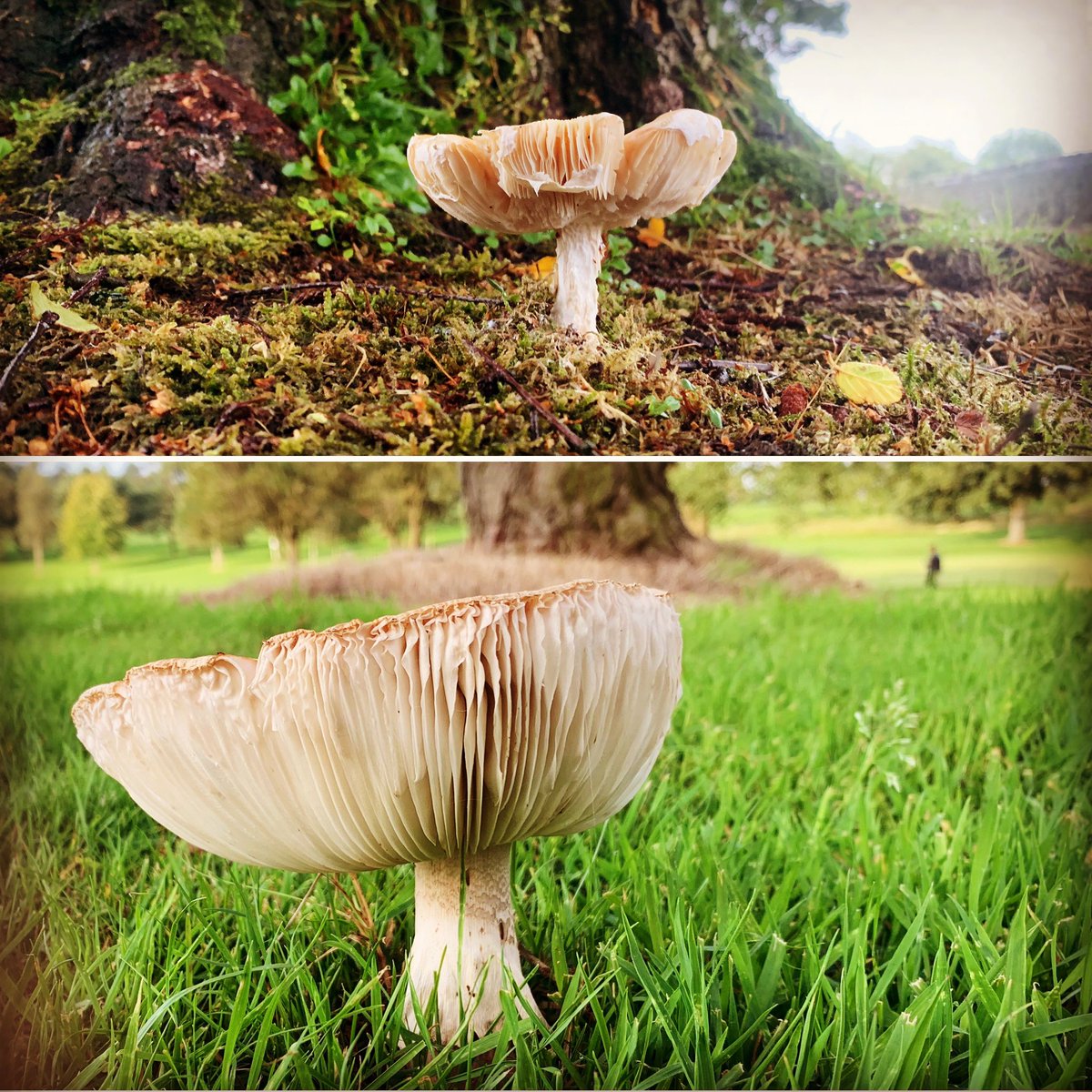 greenkeeping (@lancastergc) on Twitter photo Great examples of fungi appearing round the course <a href="/GolfLancaster/">Lancaster Golf Club</a> this week. #FungiFriday Great examples of fungi appearing round the course <a href="/GolfLancaster/">Lancaster Golf Club</a> this week. #FungiFriday