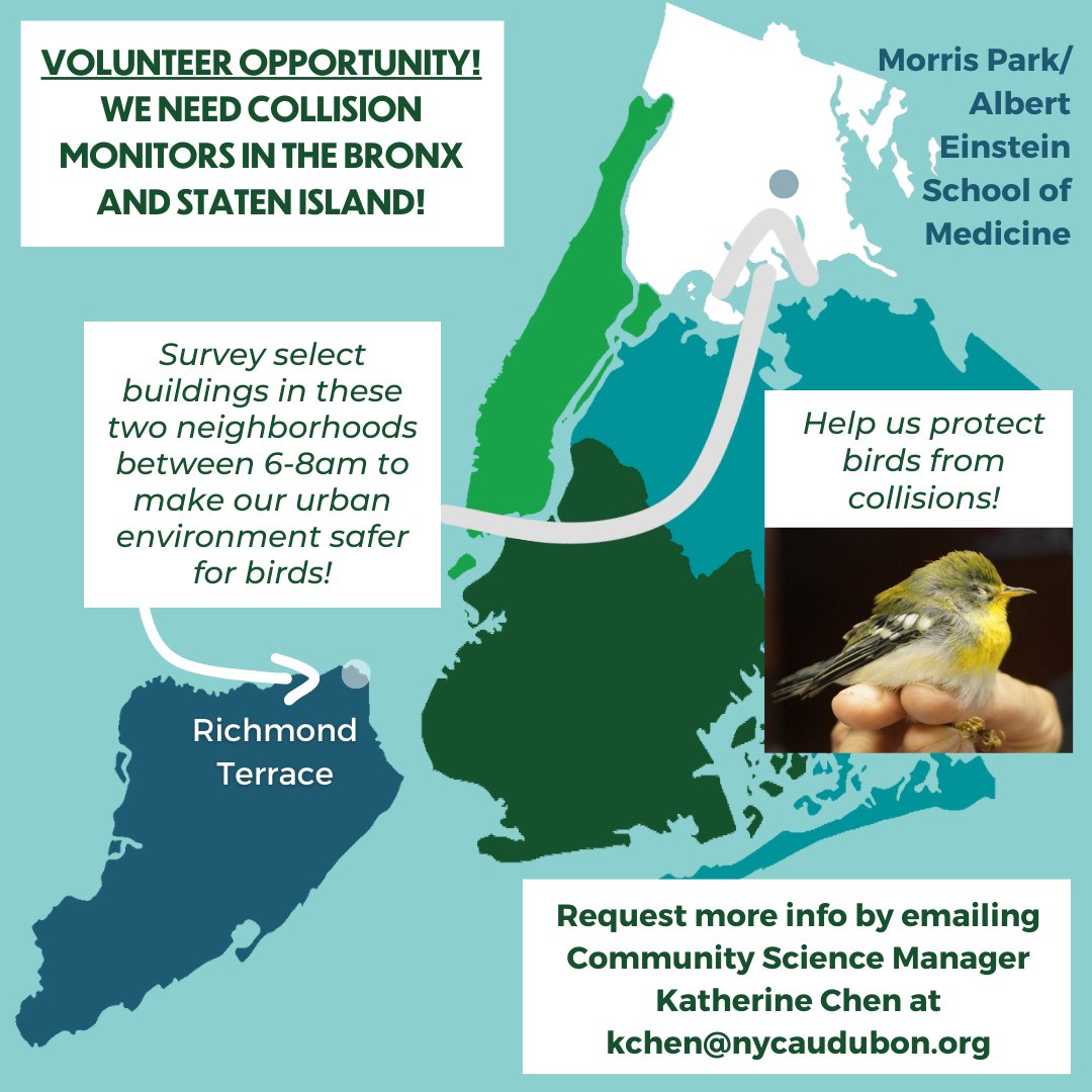 We need volunteers to monitor buildings in SI and The Bronx for collision victims! Join our #ProjectSafeFlight collision monitoring team and make NYC a safer place for birds. Anyone can join. No scientific knowledge required. Email kchen@nycaudubon.org if interested, or DM us!
