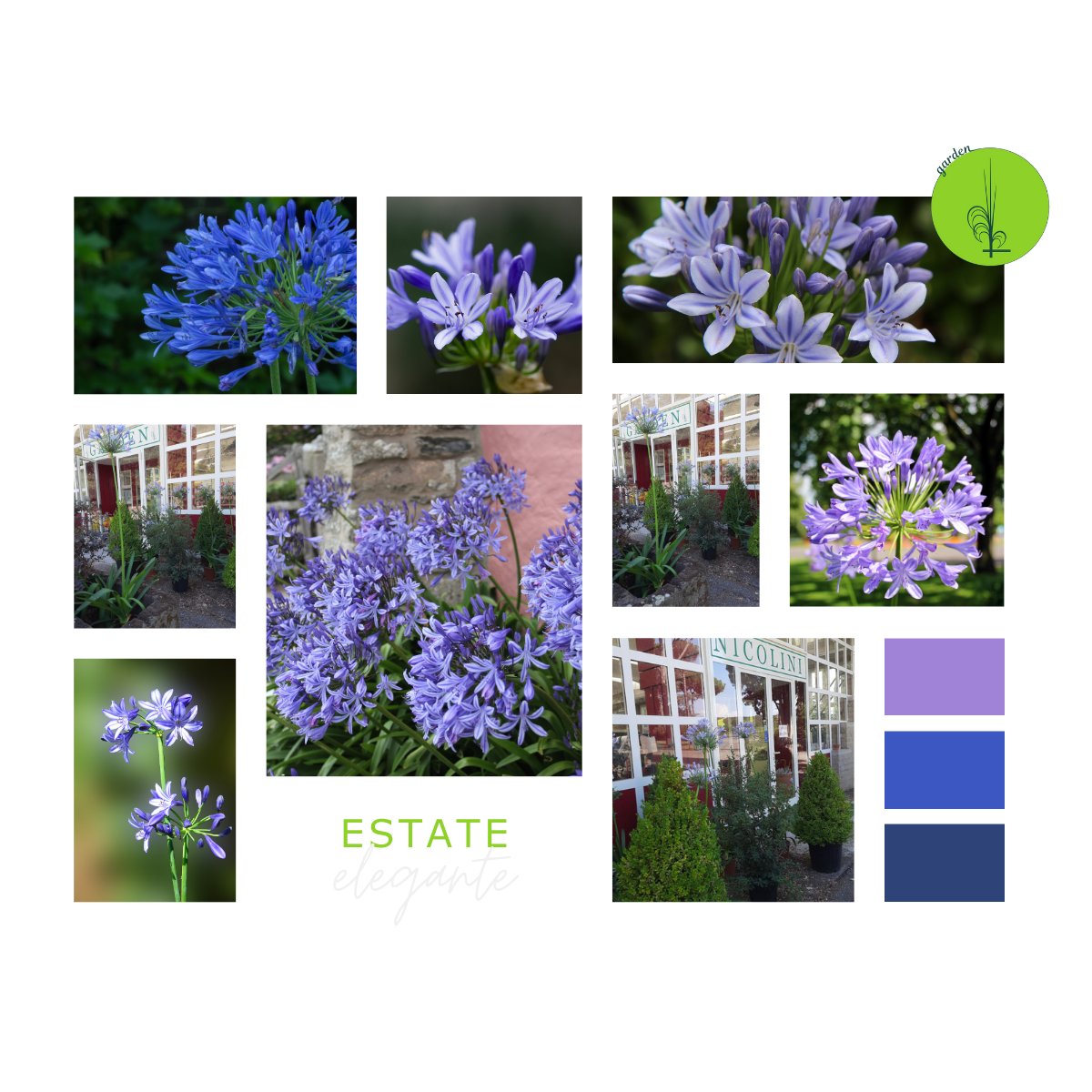 LVN_srl's tweet photo. Se ami il verde tanto quanto noi, non puoi perderti il nostro #3x2 sulle piante di #Agapanthus 💚💙💝 Scopri come coltivarle, abbinarle ad altre piante e mantenerle radiose tutto l'anno 💚💙 https://t.co/GPNH10AMtG