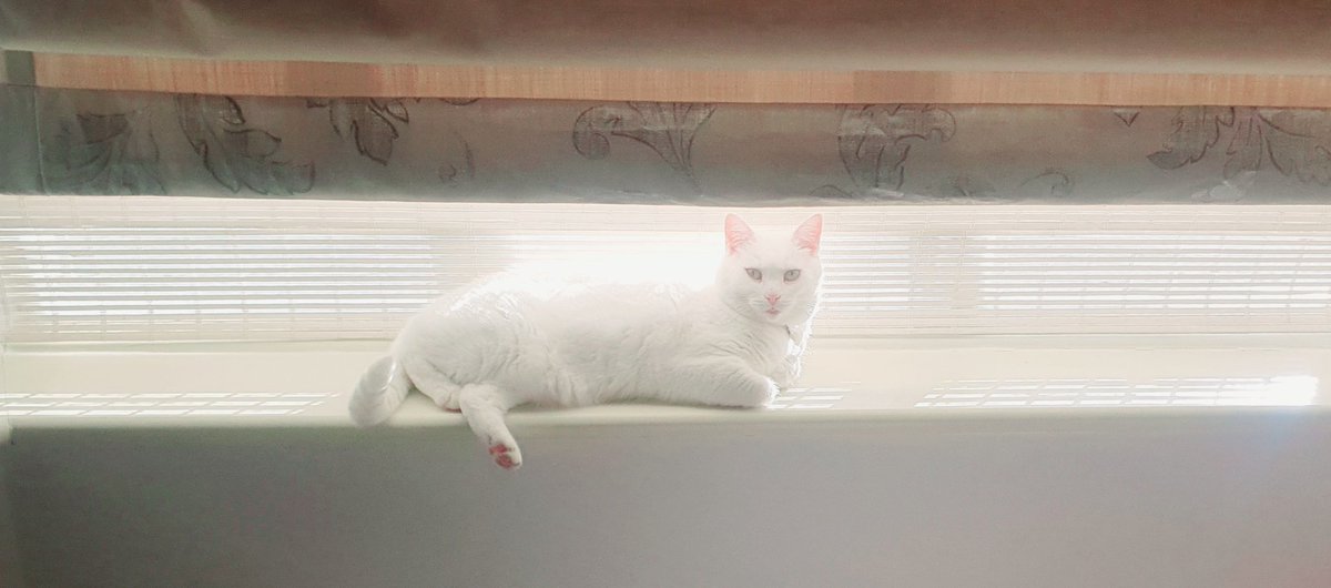 The Invisible Cat........
#cats #CatsofTwittter