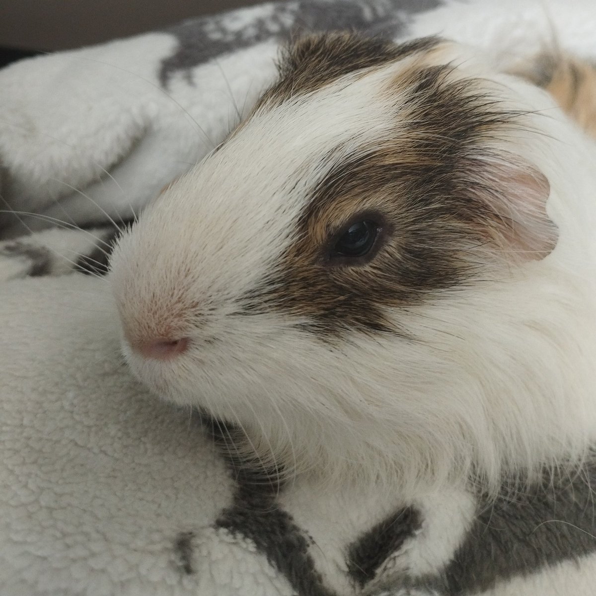 VIVINTER's tweet image. hejka smrody tu @VIVIFA1RY czyki najlepsza stanerka vivi

zbanowali mnie! takze szukam moich besties i wgl mutualsow! Stanuje loona/loossemble/artms, bts, aespa, le ssera, twice i zb1 

moze mnie ktos rozpozna po swiniakach plis