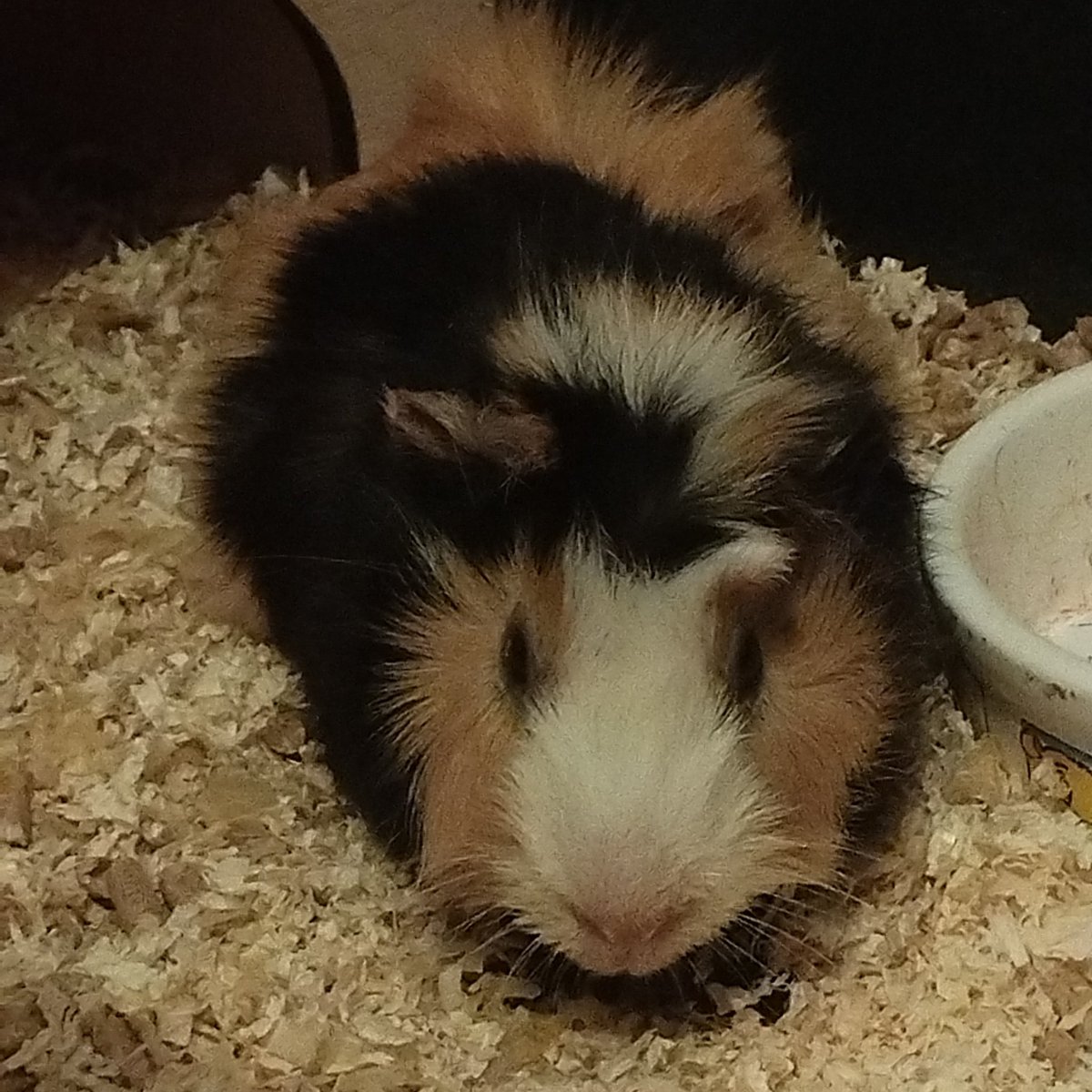 VIVINTER's tweet image. hejka smrody tu @VIVIFA1RY czyki najlepsza stanerka vivi

zbanowali mnie! takze szukam moich besties i wgl mutualsow! Stanuje loona/loossemble/artms, bts, aespa, le ssera, twice i zb1 

moze mnie ktos rozpozna po swiniakach plis