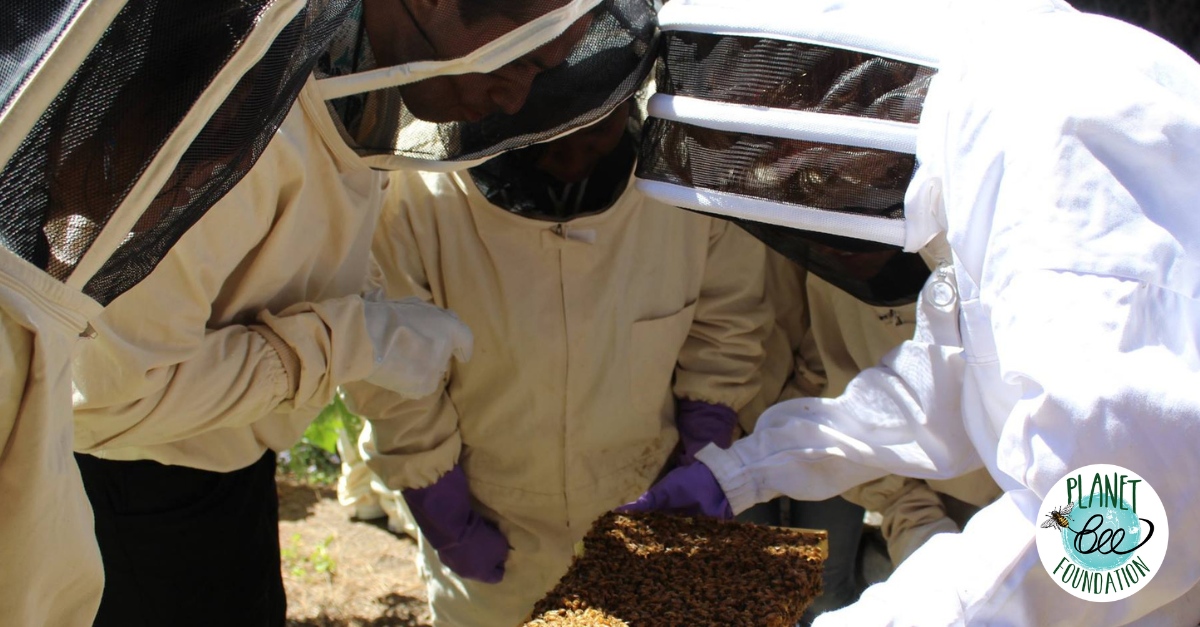 📣 Calling all beekeepers 🐝! Applications are still accepted for the 2023 Bee A Hero Grant to Backyard Beekeepers &amp; Community Organizations. 

Do you know someone who could use this grant? Tag them below!

Apply today at planetbee.org/bee-friendly-g…

#savethebee #beekeeper #nonprofit