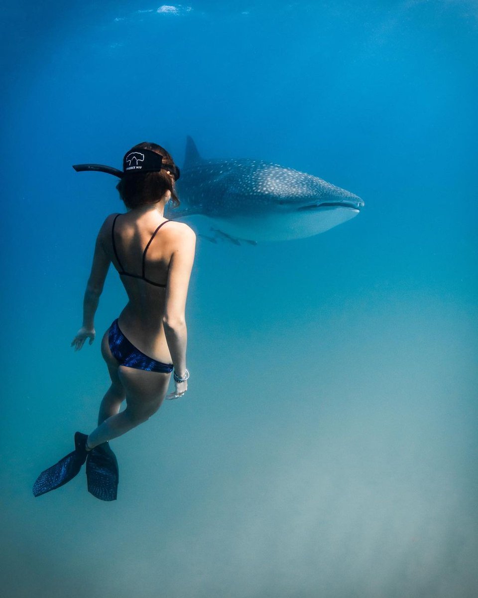 The biggest fish 🐋🦈

#whaleshark #shark #sharkdiving #snorkeling #freediver #divinglife #underwaterphotography #marinelife #sharklover #bigfish #magicalmoments #ocean #waterworld