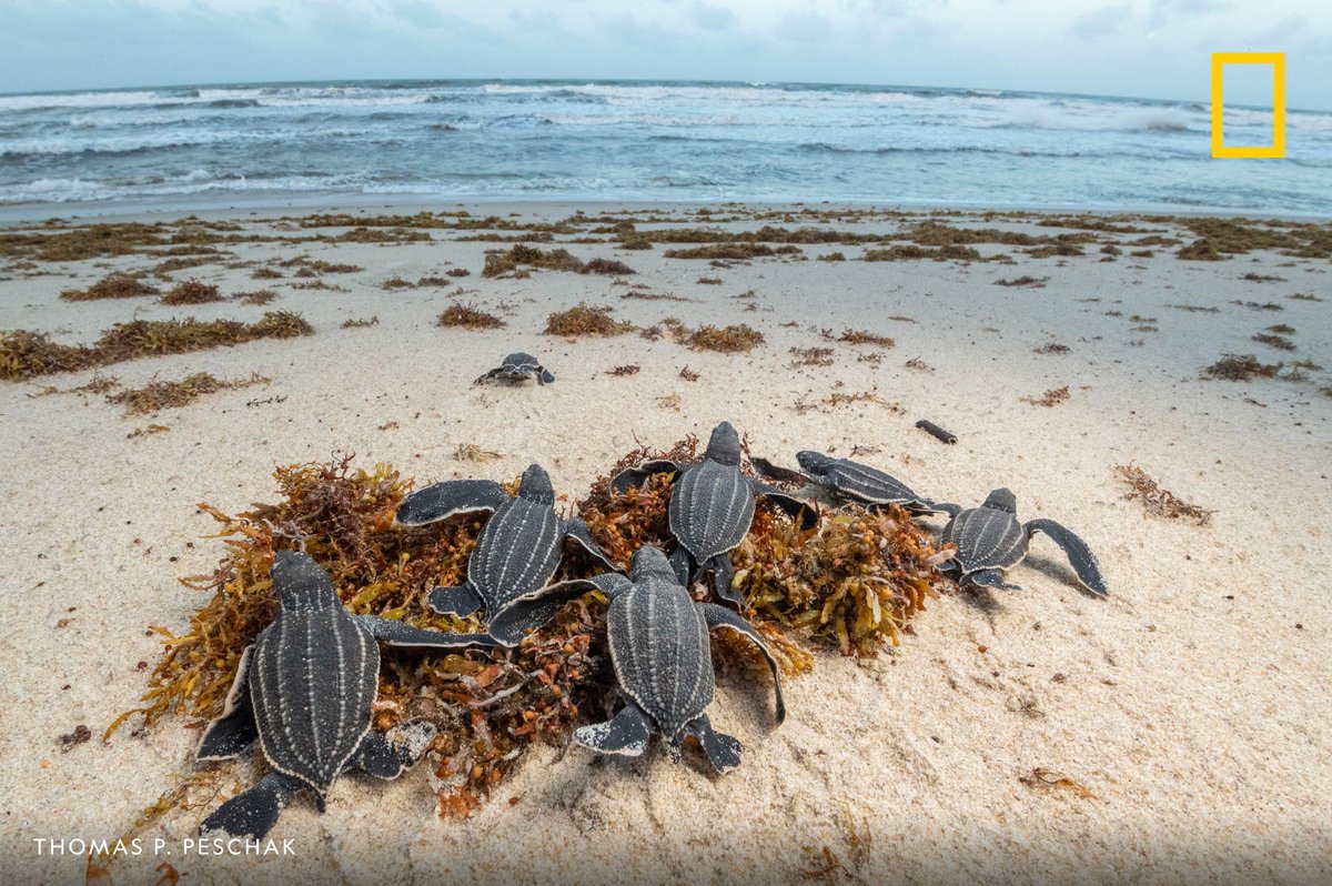NatGeo's tweet image. Leatherback sea turtle hatchlings crawl towards the ocean, Matura, Trinidad