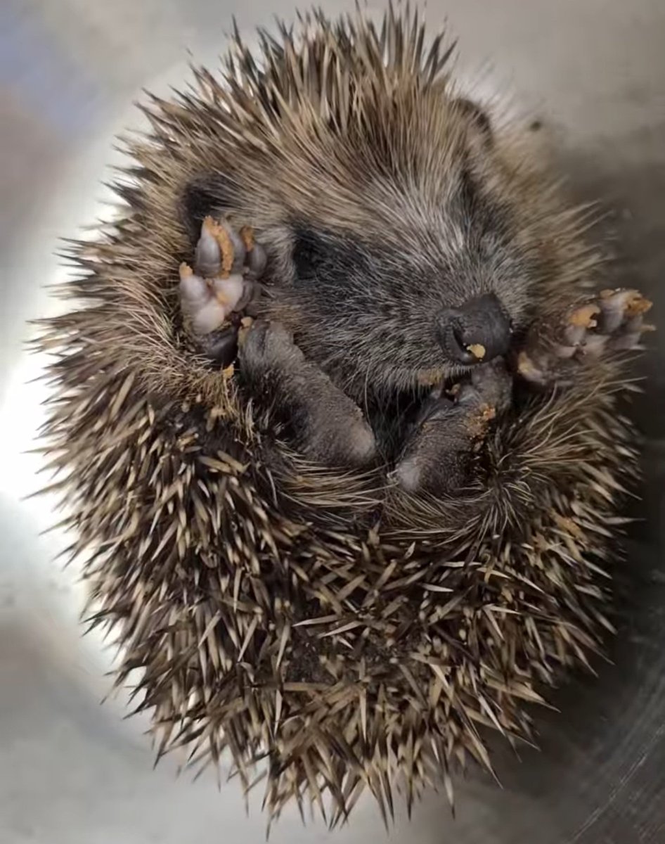 Lovely Cherry is now ready for release back to the wild but can you help? Found on cherry street in old town Stratford upon Avon.We do like them to be released back to the same area but to some one that would put food and water out each night .