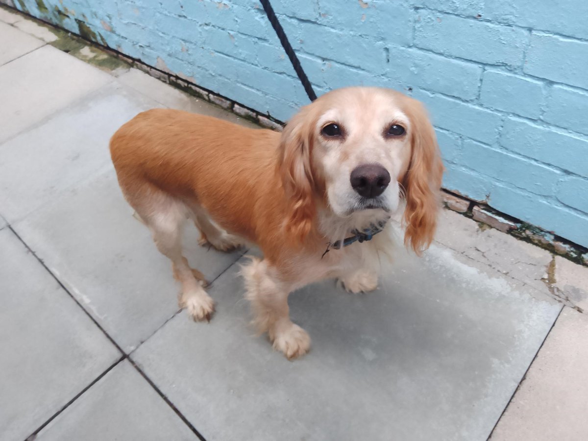 Please retweet to HELP FIND THE OWNER OF THIS #COCKERSPANIEL FOUND #FLEET #HAMPSHIRE #UK  

Found August 14, female, chip not registered. Now in a council pound, she could be missing/stolen from another region
DETAILS👇
lostdogsuk.co.uk/lost-dogs/ #Spaniel #dogs #Stolen #Missing