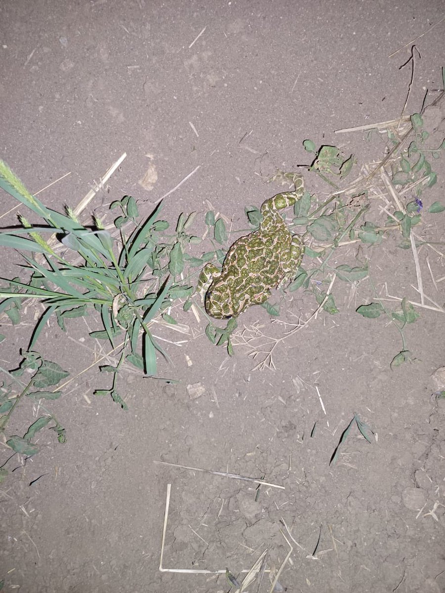ProjectEmysR's tweet photo. 🇺🇦 Meanwhile our #postdoc Dr Oleksii Marushchak is monitoring #herpeto #biodiversity in the #steppes of #Mykolaiv region, #Ukraine #ForNature 
*from I.I. #Schmalhausen Institute of Zoology - National Academy of Sciences of Ukraine - and @IPHC_Strasbourg 🇫🇷🇪🇺🇺🇦🍀 https://t.co/LBgWGt9g7u