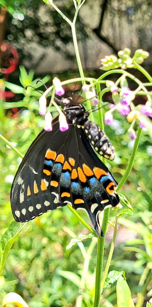Globetoppers's tweet photo. Today's Nature Moment: brought to you by the black swallowtail ๐ฆ๐
#release #planthostplants #SaveTheButterfly ๐ฆ
#SaveTheWorld #Butterflies ๐ฆ๐ฆ๐ฆ๐ฆ https://t.co/tCb7mC36eS