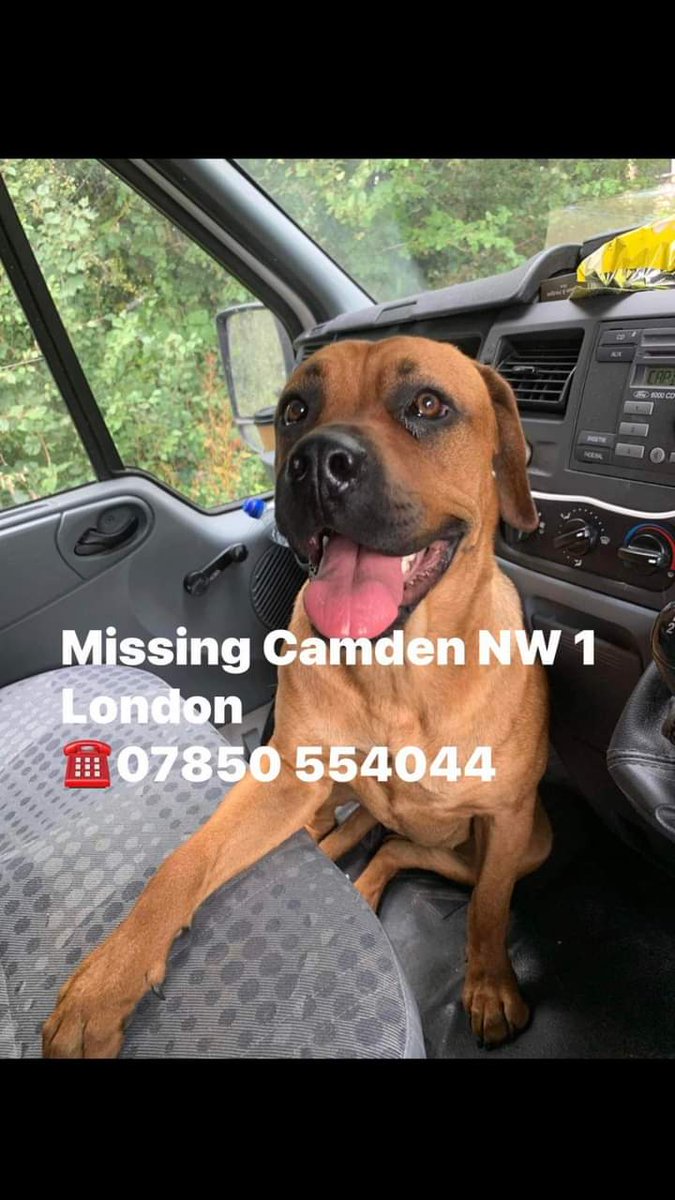 #Lost #Camden #London #NW1 area. Ran from sitters house whilst  owner is in #hospital. Has links to #TufnellPark . Owners home is in the #Tottenham area.